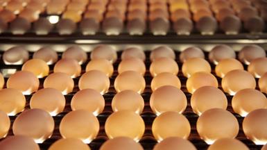 Cách mạng hóa lĩnh vực sản xuất trứng: Hệ thống kiểm tra quang học tự động dựa trên AI